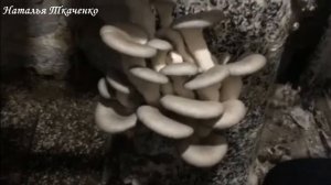 Выращиваем грибы вешенка | Маринованые вешенки на зиму