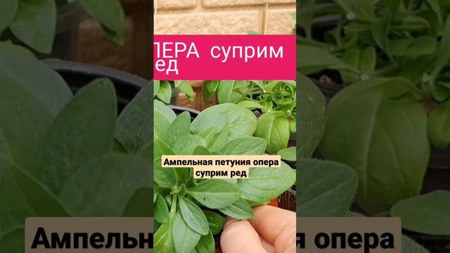 ПРЕКРАСНОЕ РАЗВИТИЕ У ПЕТУНИИ ОПЕРА СУПРИМ РЕД. смотреть онлайн