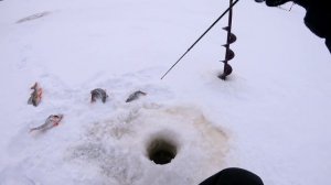 Утренняя  раздача крупного окуня. Ловля окуня на блесну зимой. Зимняя рыбалка на окуня.Ильмень 2021