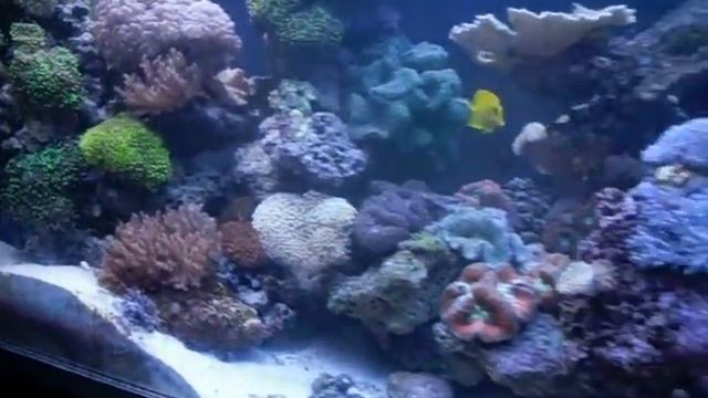Rocky's 300 Gallon Reef 8-9-2010 смотреть онлайн