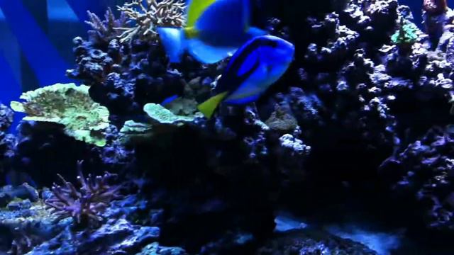 Yellow Belly Blue Tang Reef Tank. смотреть онлайн