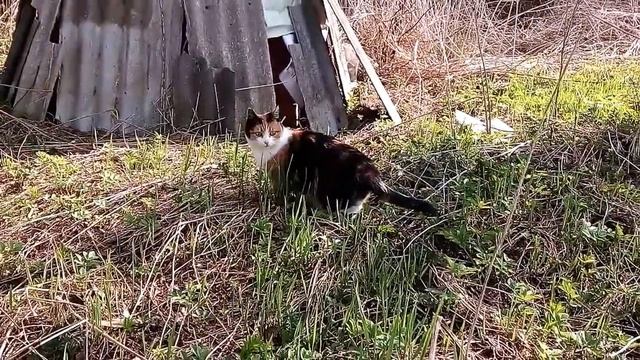 Кошка гуляет по даче) смотреть онлайн