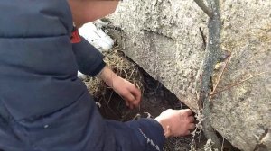 Как поставить петлю на лису