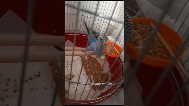 Попугайчик сломал лапку и выжил. Попугай нежится с хозяйкой. смотреть онлайн