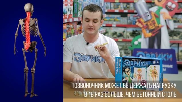 Скелет человека. Строение скелета человека | ЭВРИКИ смотреть онлайн