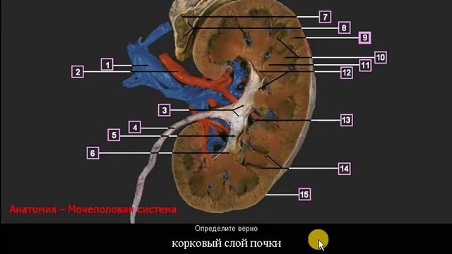 Правая почка смотреть онлайн