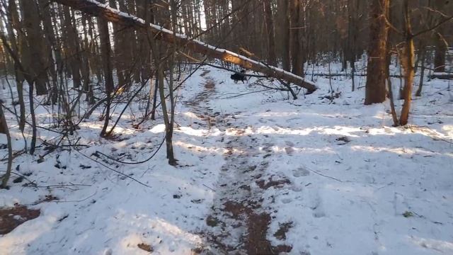 Роль собаки в жизни спортсмена смотреть онлайн