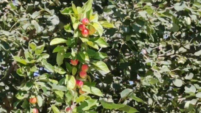 Обзор Сколково SKOLKOVO Survey 2020