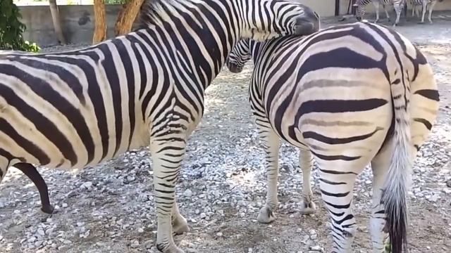 КАК СПАРИВАЮТСЯ ЗЕБРЫ??!!ШОК!!!КАКОЙ ОГРОМНЫЙ! ШКУРЫГИНОЙ НЕ СНИЛОСЬ!!! смотреть онлайн