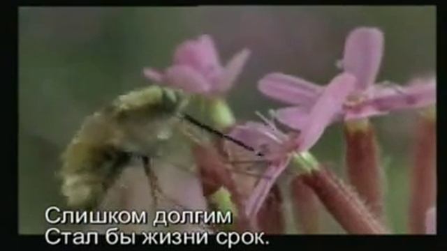 Солнце луч смотреть онлайн