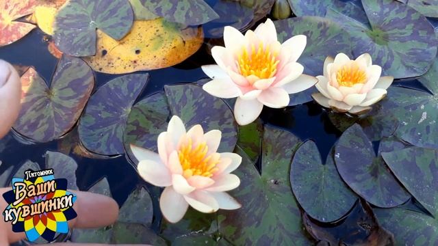 Нимфея Aurora (Аврора) кувшинка, waterlily, водные растения, пруд смотреть онлайн