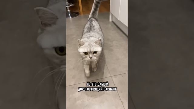 Какой наполнитель для кошачьего лотка лучше выбрать #кот #коты #shorts смотреть онлайн