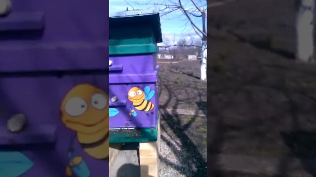 Антибиотики пчелам? г. Железноводск