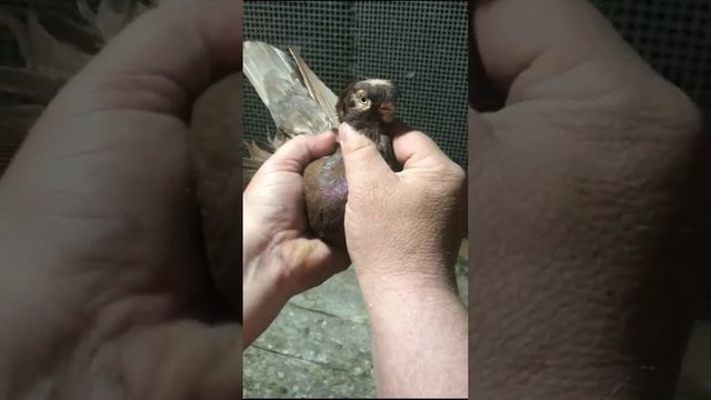 КОЛЛЕКЦИЯ УЗБЕКСКИХ ГОЛУБЕЙ. смотреть онлайн