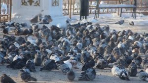 Голуби Павлодара!