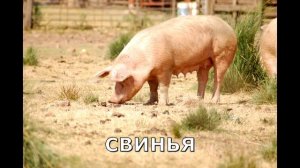 РАЗВИВАЮЩИЕ КАРТИНКИ ДОМАШНИЕ ЖИВОТНЫЕ. УЧИМ ДОМАШНИХ ЖИВОТНЫХ... "PETS ANIMALS" ...