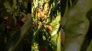 персик Фрост - супер!