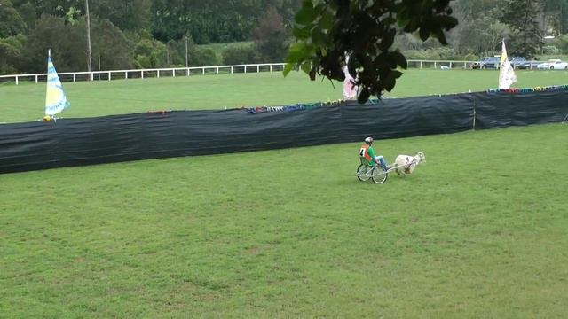 Comboyne Goat Races смотреть онлайн