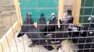 12 августа 2022 г. ПРОДАЖА ?????? андижанские голуби Москва +79684023175