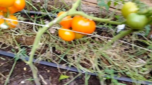 Томат Золушка оранжевая смотреть онлайн