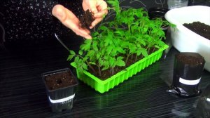 Правильная пикировка томатов // как пикировать томаты правильно? // томаты пикировка