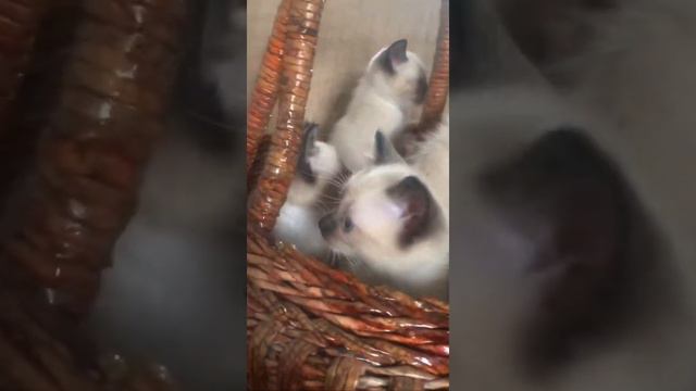Котята тайской кошки смотреть онлайн