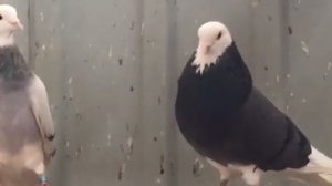 Пермские белоголовые Колычев А.