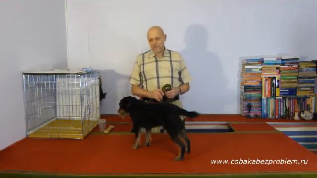 Как научить собаку. Обучающий алгоритм