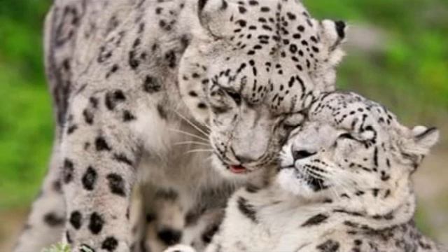 Ищезающие виды животных 1 смотреть онлайн