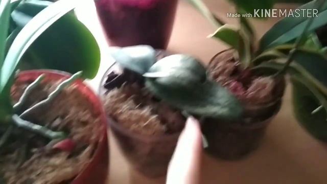 Как поливать орхидею в закрытой системе. смотреть онлайн