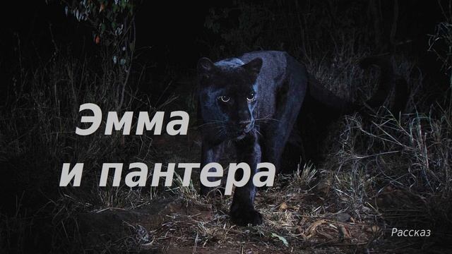 Эмма и пантера.. (рассказ)