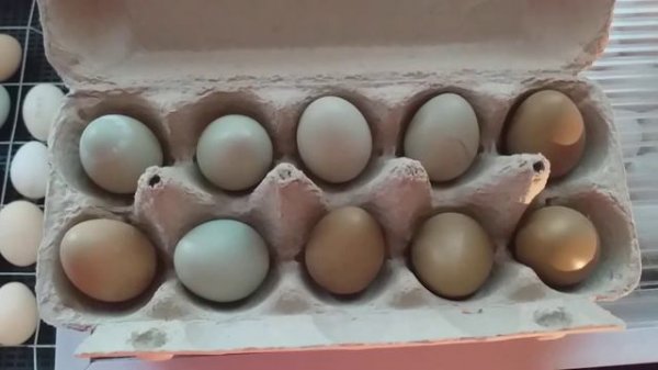 Яйцо фазана. Закладка😀