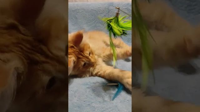 Рыжики смотреть онлайн