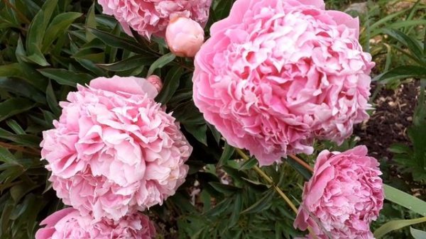 пион SARAH BERNHARDT