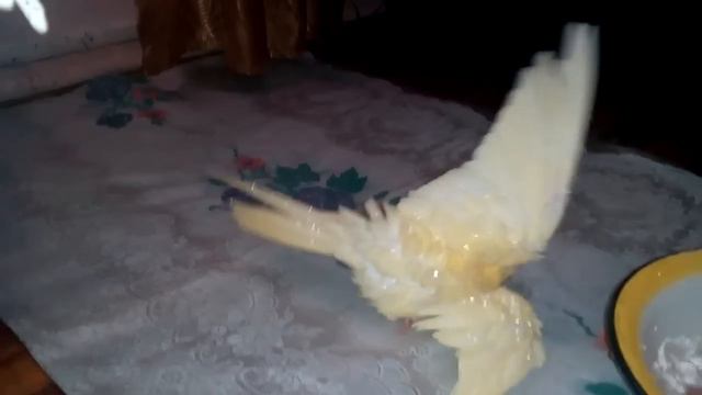 Попугай любит воду) смотреть онлайн