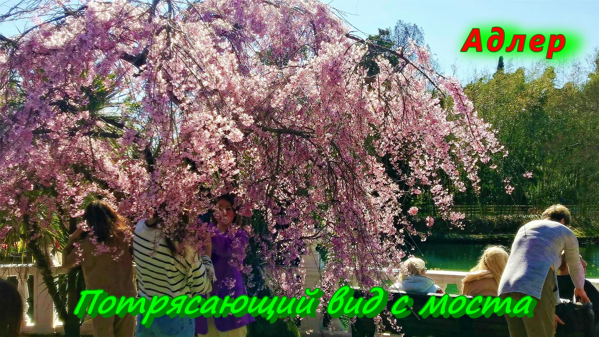 Потрясающие виды с моста в Парке Южные Культуры/ Адлер сегодня/ часть третья смотреть онлайн