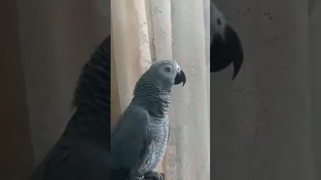 серый Попугай...огрызается на замечание... смотреть онлайн