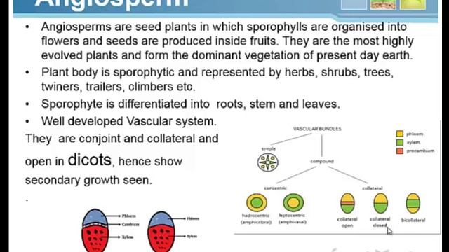 Plantae Lecture 2 смотреть онлайн