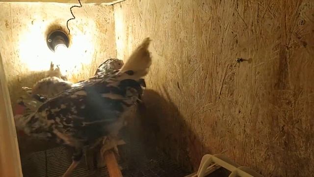 ДНЕВНИК СИБИРЯЧКИ смотреть онлайн