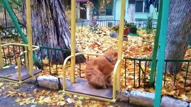 Котик хочет покататься на качелях / Cat on a porch swing смотреть онлайн
