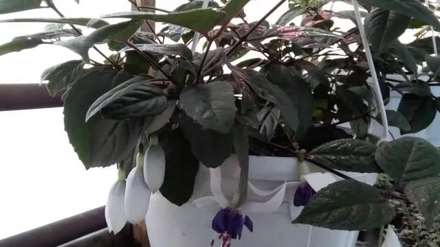 # 16.Зацвела фуксия! смотреть онлайн