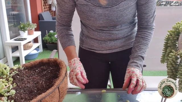 SEDUM MORGANIANUM/SEDUM BURRITO/TRASPLANTE/CUIDADOS/Jardín Suculento