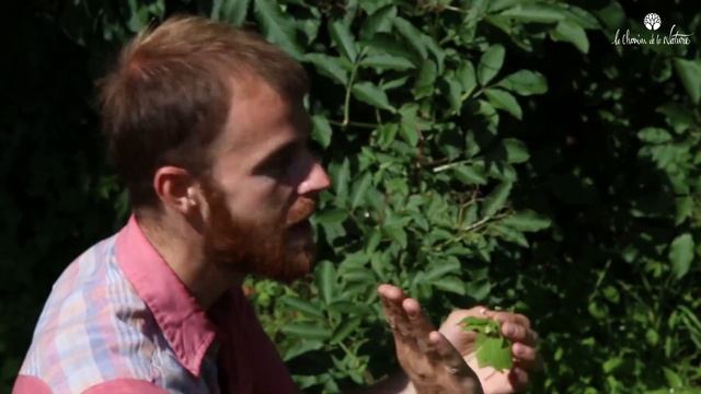 Galinsoga, plante sauvage comestible en France смотреть онлайн