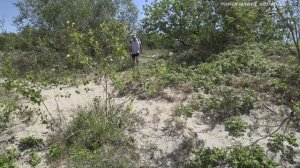 ОНА ВЫЛЕЗЛА ИЗ ПЕСКА! Я СТОЯЛ, ОТКРЫВ РОТ!!! ПОИСК ЗЛАТА СЕРЕБРА