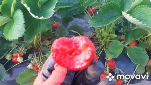 Клубника АРИАННА - урожайный сорт с обалденным вкусом