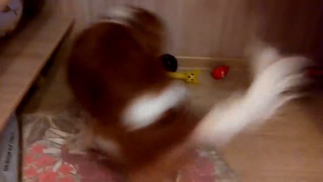 Хестер и косточка смотреть онлайн