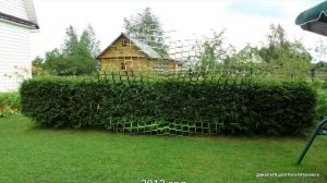 Живая изгородь из ели, правильная подрезка и формирование ели на собственном примере, обрезка ели