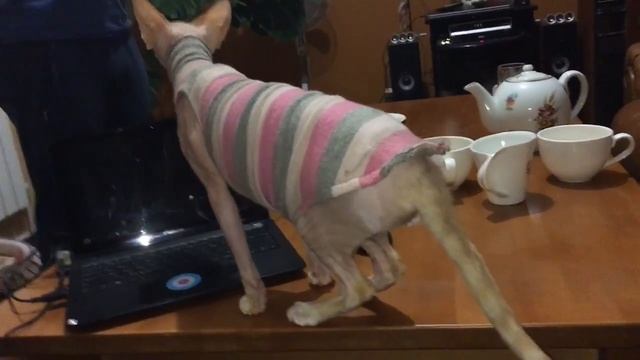 Сфинкс. Молодой но смелый в чужом доме). Животные Крис смотреть онлайн