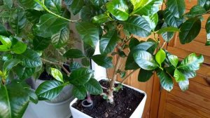 Гардения (Gardenia), мой уход