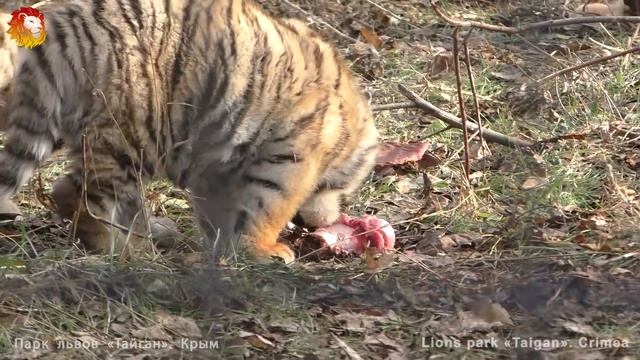 Мама и тигрята - амурские тигры! Тайган. Taigan.